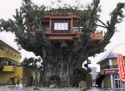 NOA Treehouse (Artist's Rendition)