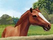 Why the long face?