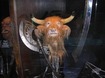 A Minotaur head from Narnia