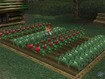 Tomatoes and flowers