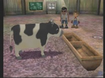 That's one tubby cow