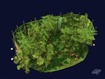 Forest from above